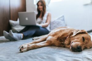 How Can I protect my Pet When I Die Blog Image of Golden Retriever lying on bed